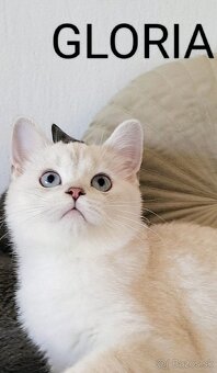 ŠKÓTSKE MAČKY s PP/ TICA 151 - 14