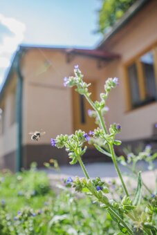 Na predaj, rodinný dom, Banská Štiavnica - 14