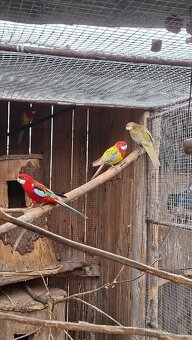 Papagaje rozely - 14