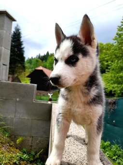 Sibirsky husky hasky - 14