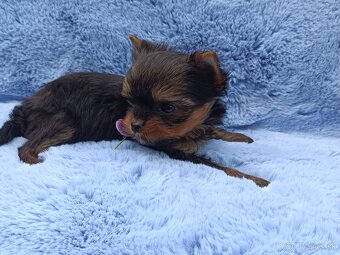 Yorkshire terrier - 14