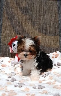 Yorkshire terrier - 14