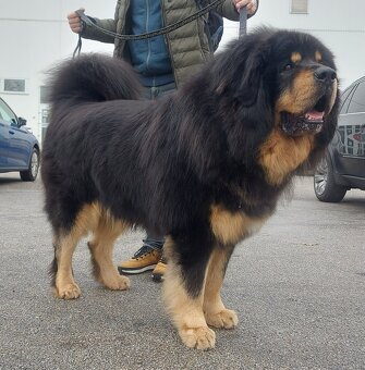 Tibetská doga - šteniatka s PP - 14