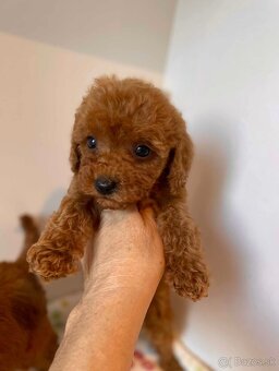 Dark Red Poodle girls pudel pudlik pudl - 14
