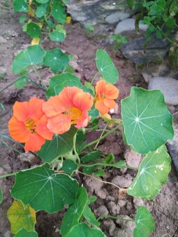 Sušené bylinky 2 - 14