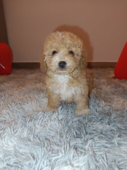 Toy Maltipoo - 14
