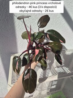 Predám izbové rastliny - 14