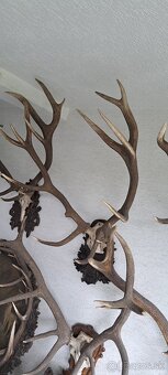 Trofeje a preparáty - 14