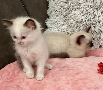 Ragdoll - 14