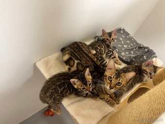 Bengalska mačka - 14