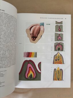 Anatomia Čihák 1,2 - 14