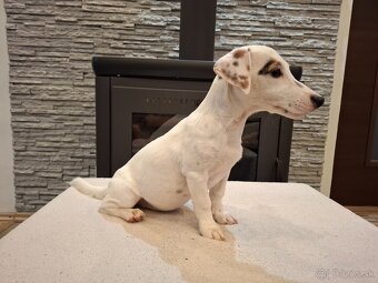 Jack russel terier - 14