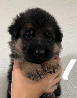 Šteniatka nemeckého ovčiaka typu Rex s PP - 14