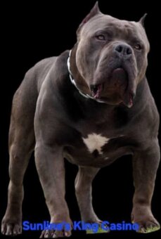 AMERICAN BULLY - 14