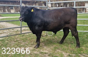 Plemenný býk Aberdeen Angus - vakcinovaný na Bluetongue - 14