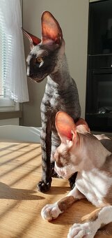 Cornish rex s PP - 14