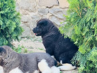 Americká Akita - 14