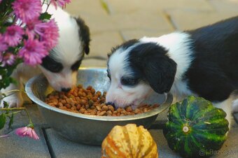 Šteniatka Border Kólia - 14