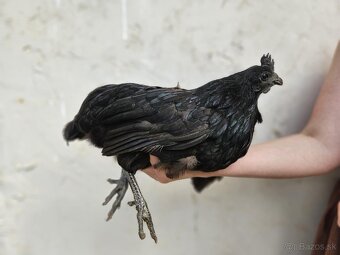 Ayam cemani - 14