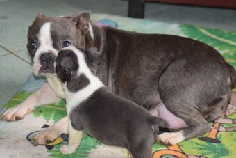 bostonský teriér s PP - modrý pejsek+ modrá holčička - 14