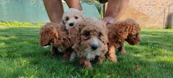Maltipoo Cavapoo GoldenDoodle - 14