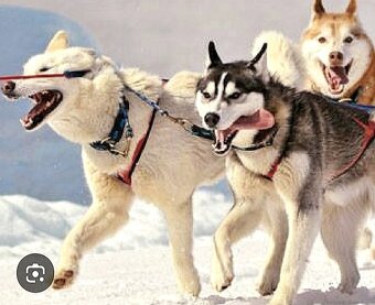 Sibírsky husky hasky - 14