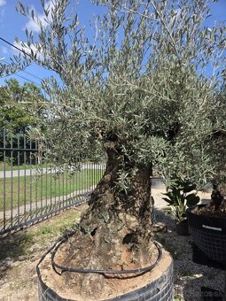 ‼️Akcia‼️ Olivovníky Bonsai - 14
