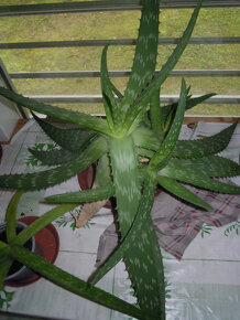 Aloe vera - rastlina v kvetináči, zemina s mykorízou - 14