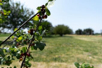 Na predaj: Rodinný dom s veľkým pozemkom– Šurany, časť Kopec - 14