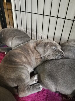 Cane Corso štěňátka s PP - narozená 23.9.2025 - 14