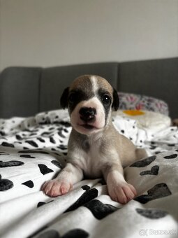 Šteniatka Vipet / Whippet - 14