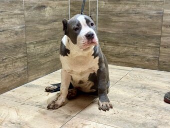 American Bully XL - 14
