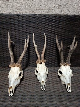 Parohy, zhody, trofeje, srnce - 14