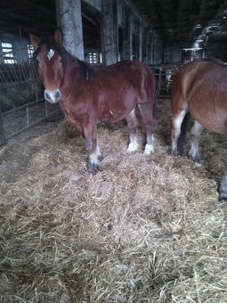 Predám 7 ťažnych zrebcov - 14