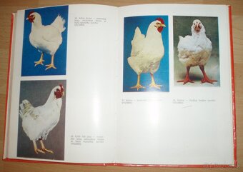 Najvýkonnejšie plemená a typy hydiny - 14