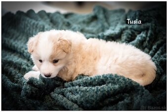 Border Collie Border Kolia s PP FCI barva ee red - 14