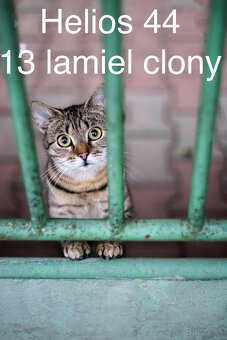 Helios 44 2/58 mm 13 lamiel clony - 14
