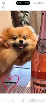 Ponúkam pomeriana na krytie - 14