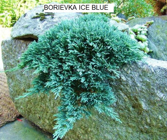 Predám ihličnany, trvalky za super ceny - 14