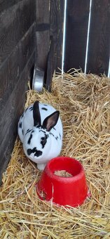 Predám malý chov mäsových králikov. - 14