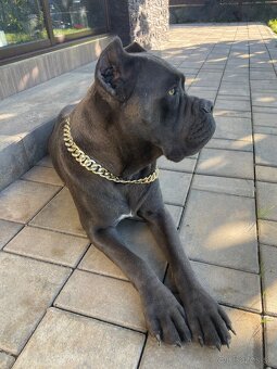 Cane corso - 14