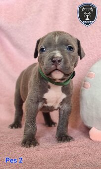 Štěňata American Bully XL s PP ABKC - 14