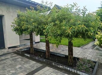 AKTUÁLNE❗PLETENÁ VŔBA, AMERICKÁ vŕba Salix ❗180CM ❗CELÉ SK❗ - 14