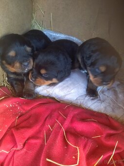 Lotwajler -bersky salašnícky ovčiak - 14