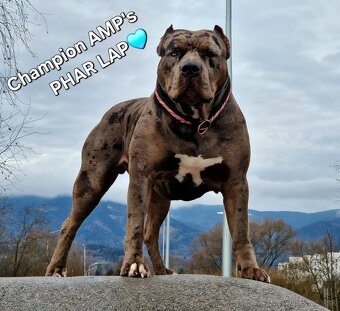 American bully xl xxl - 14