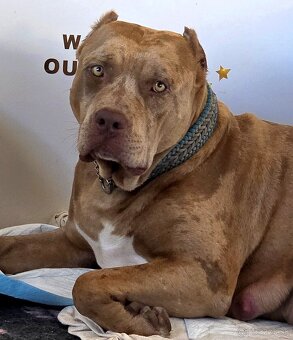 American Bully XL XXL - 14