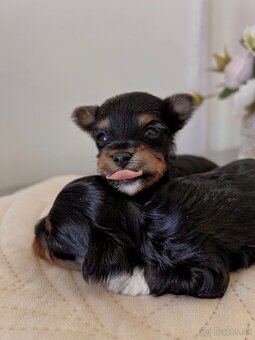 YORKSHIRE TERRIER -3color šteniatka - 14