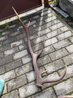 Jelenie zhody / parohy 74cm - 14