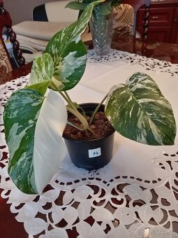 Monstera variegata - 14