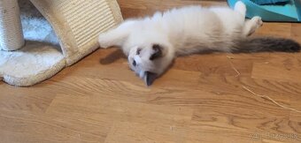 Ragdoll mačiatko - 14